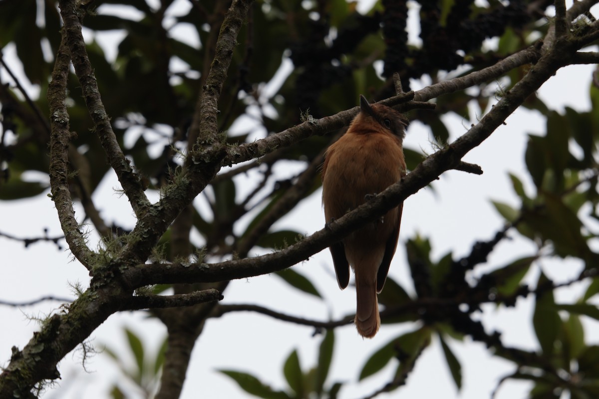 Бекард каштановий - ML645934507