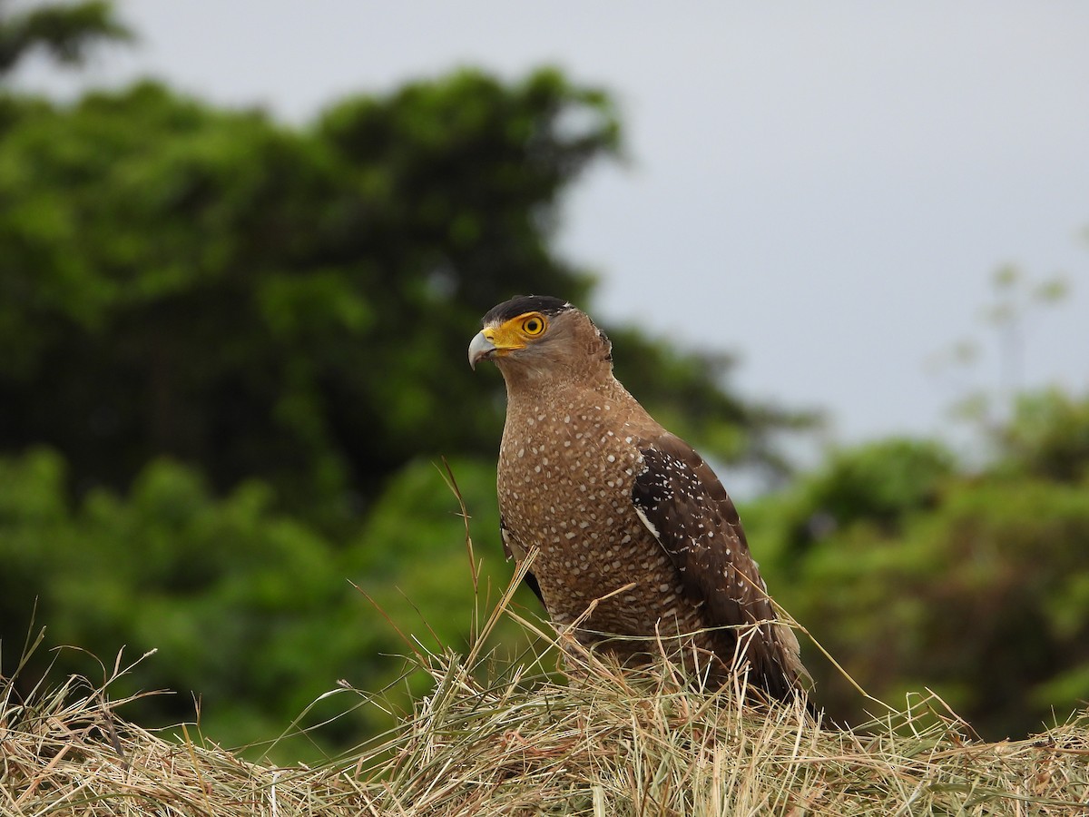 Culebrera Chiíla - ML645934510