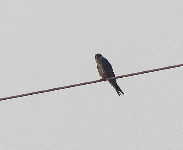 Cernícalo del Amur - ML645934515