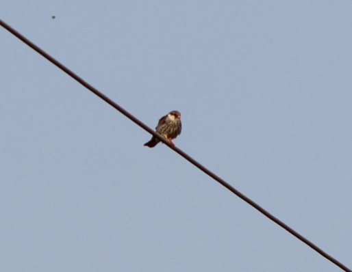 Cernícalo del Amur - ML645934516