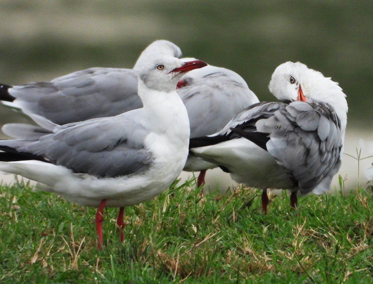 racek šedohlavý - ML645934518