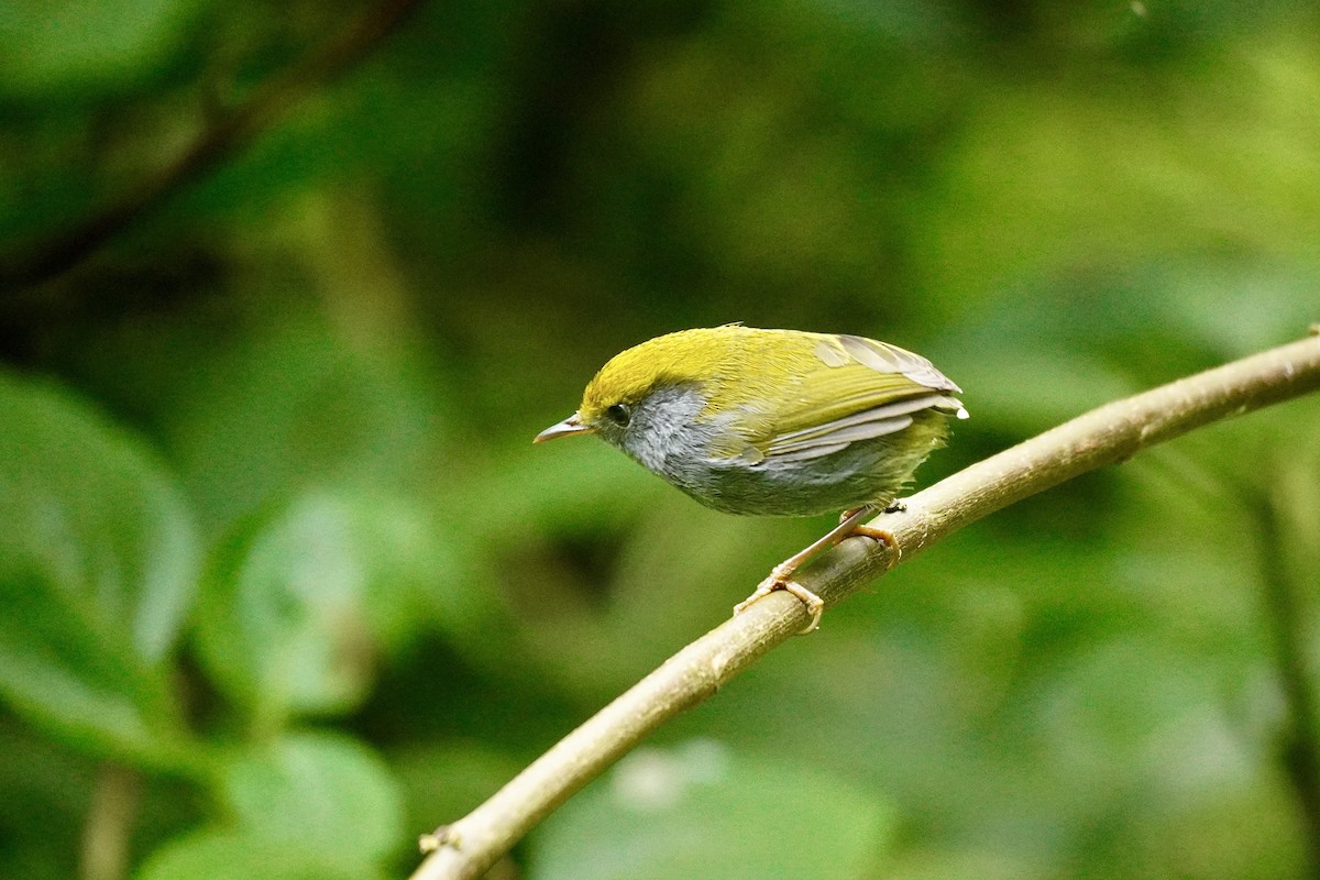 Slaty-bellied Tesia - ML645934521