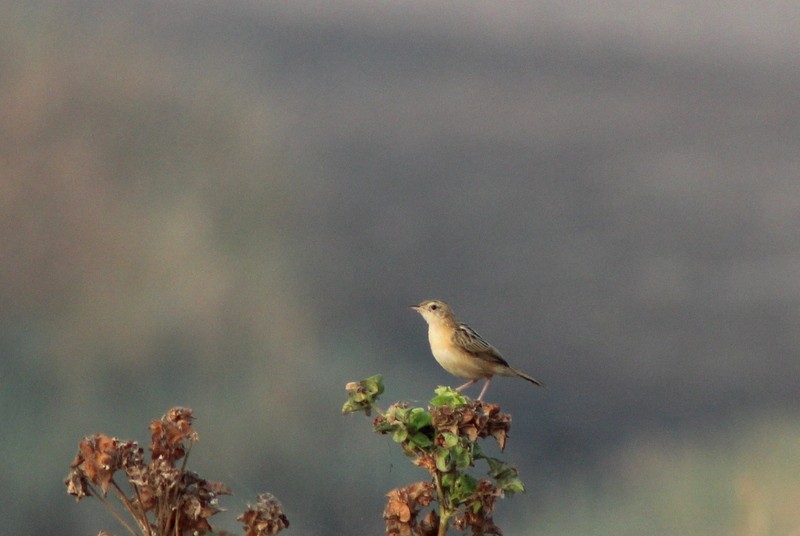 Cistícola Buitrón - ML645934522
