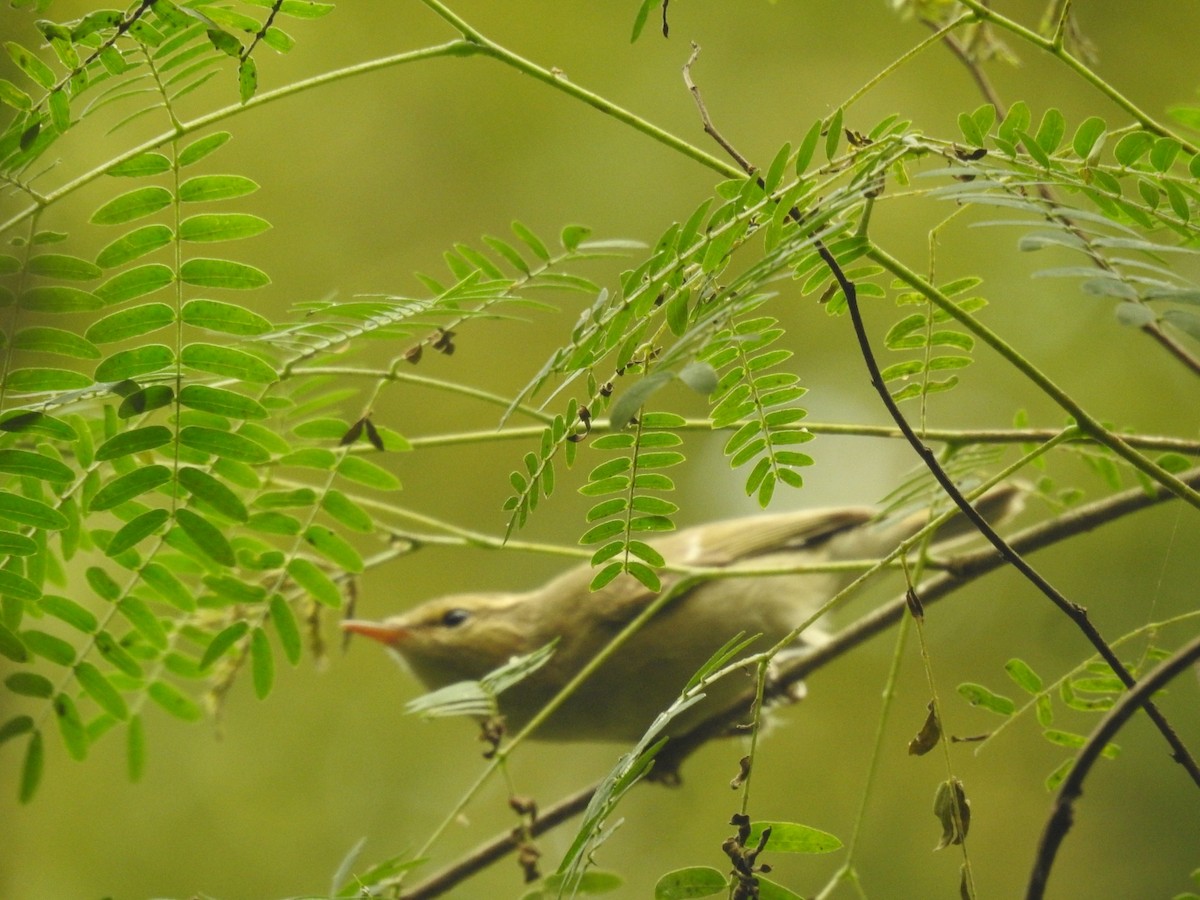 budníček zelený - ML645934530