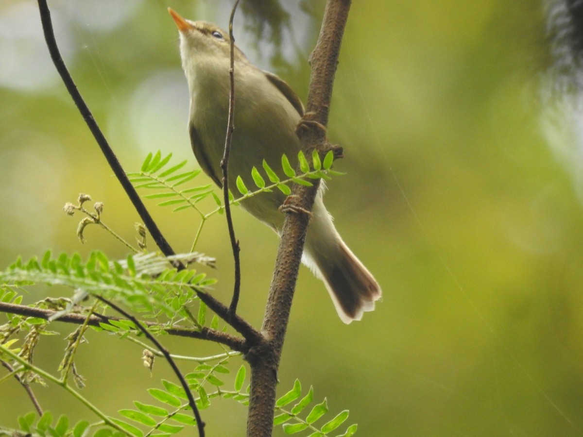 budníček zelený - ML645934531