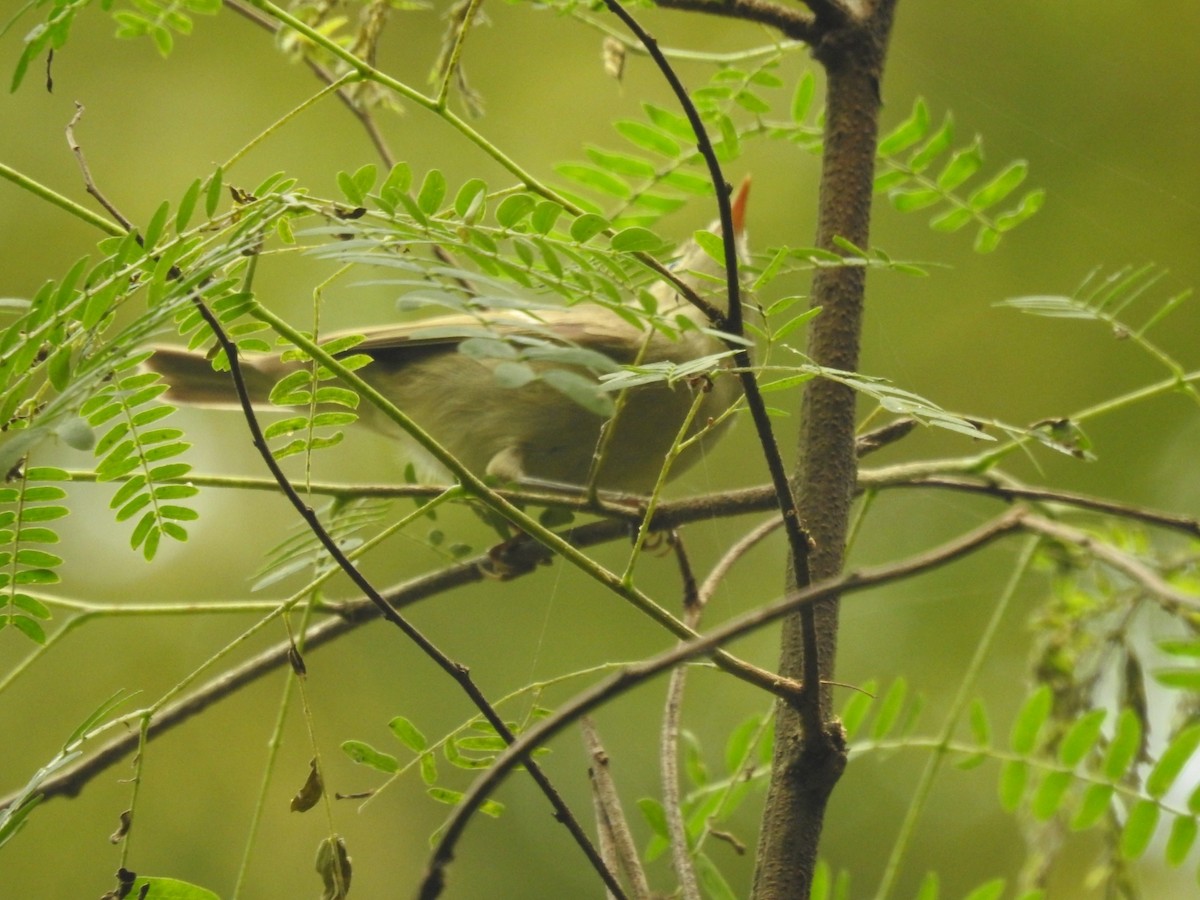 budníček zelený - ML645934532