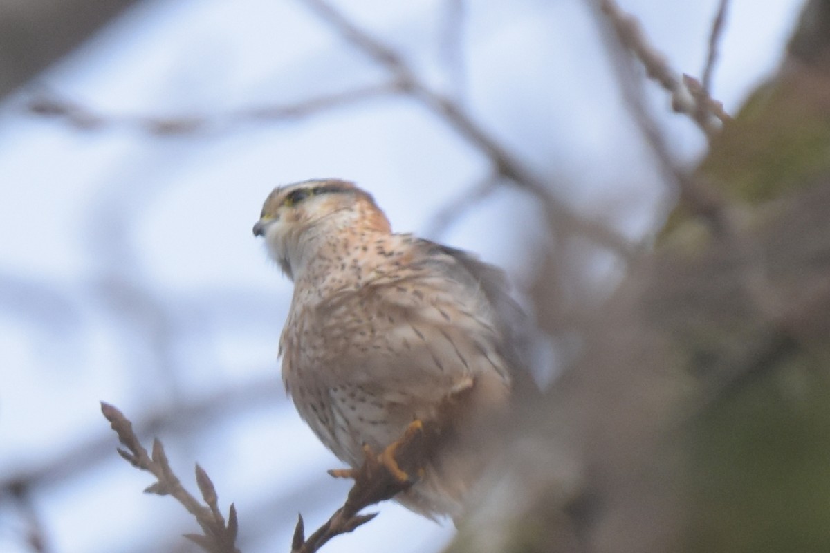 dřemlík tundrový - ML645934536