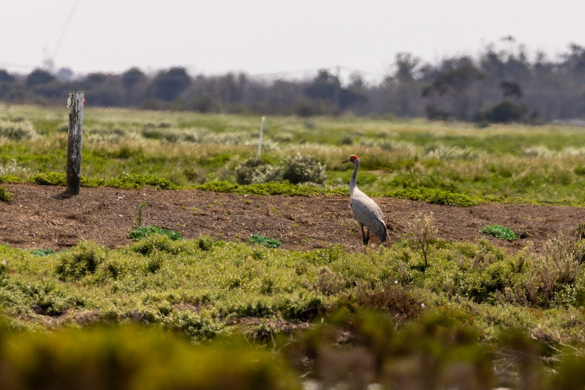 Brolga - ML645934537