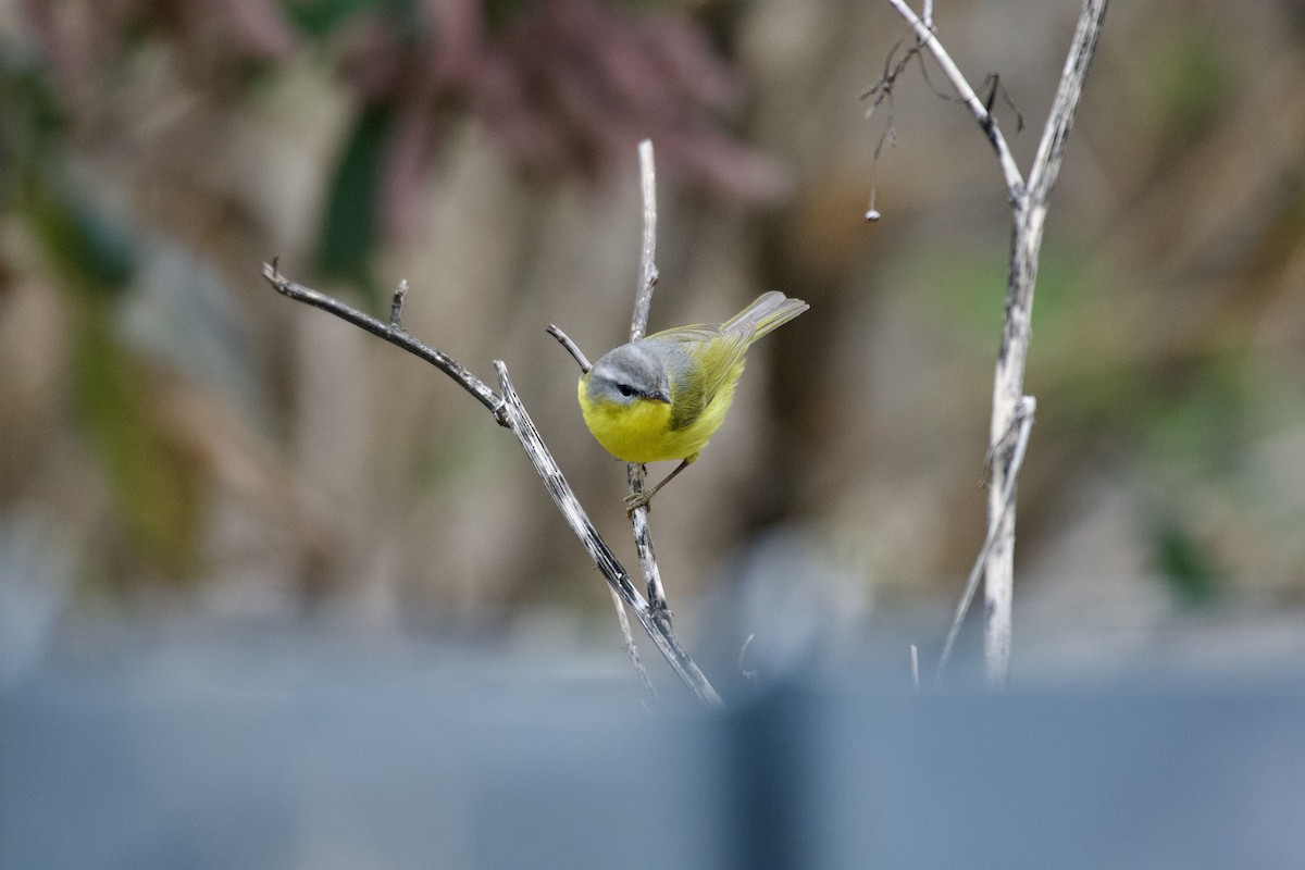 Gray-hooded Warbler - ML645934540