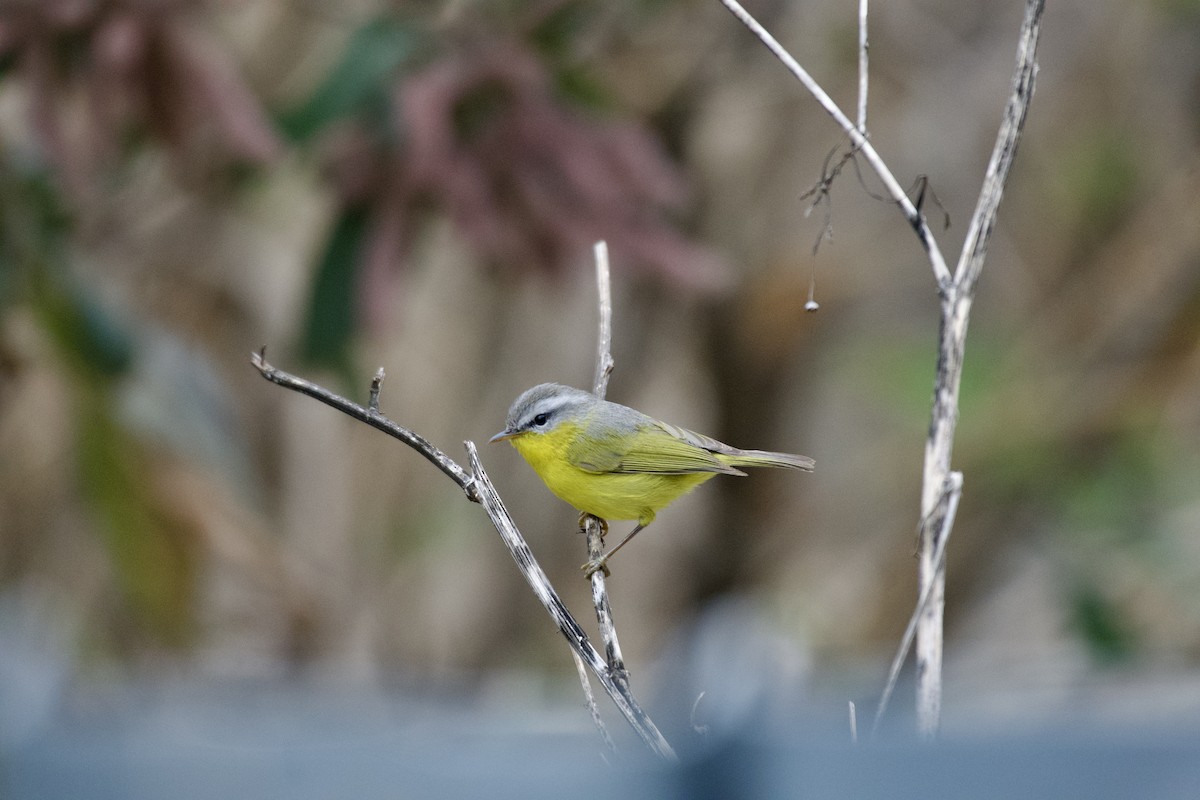 Gray-hooded Warbler - ML645934541