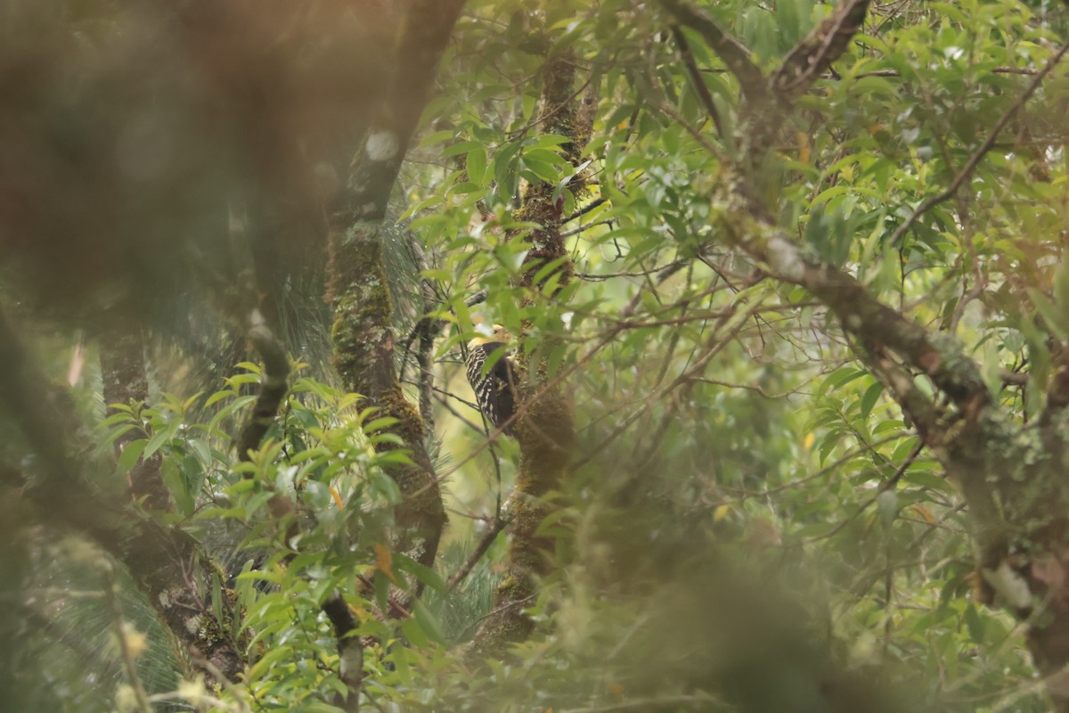 Gelbschopfspecht - ML645934561