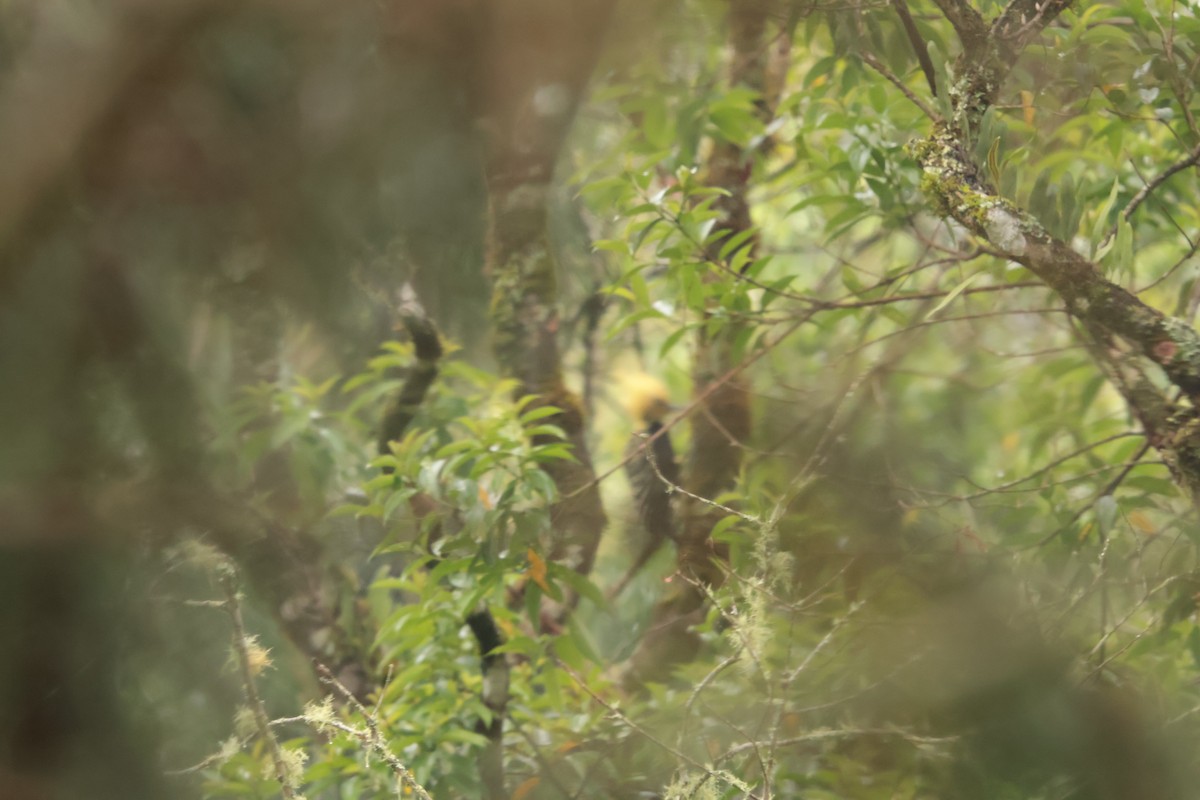 Gelbschopfspecht - ML645934562