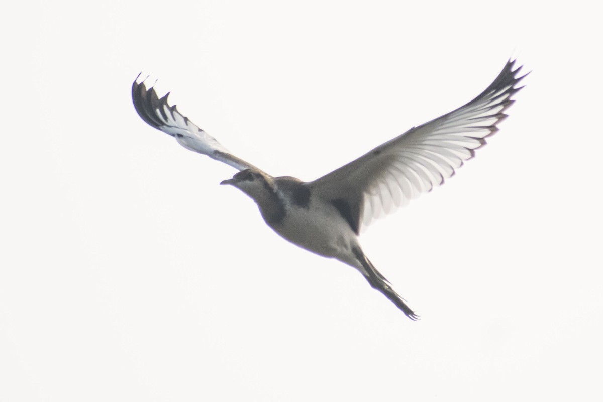 Jacana à longue queue - ML645934576