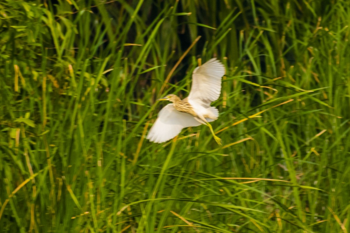 Indian Pond-Heron - ML645934577