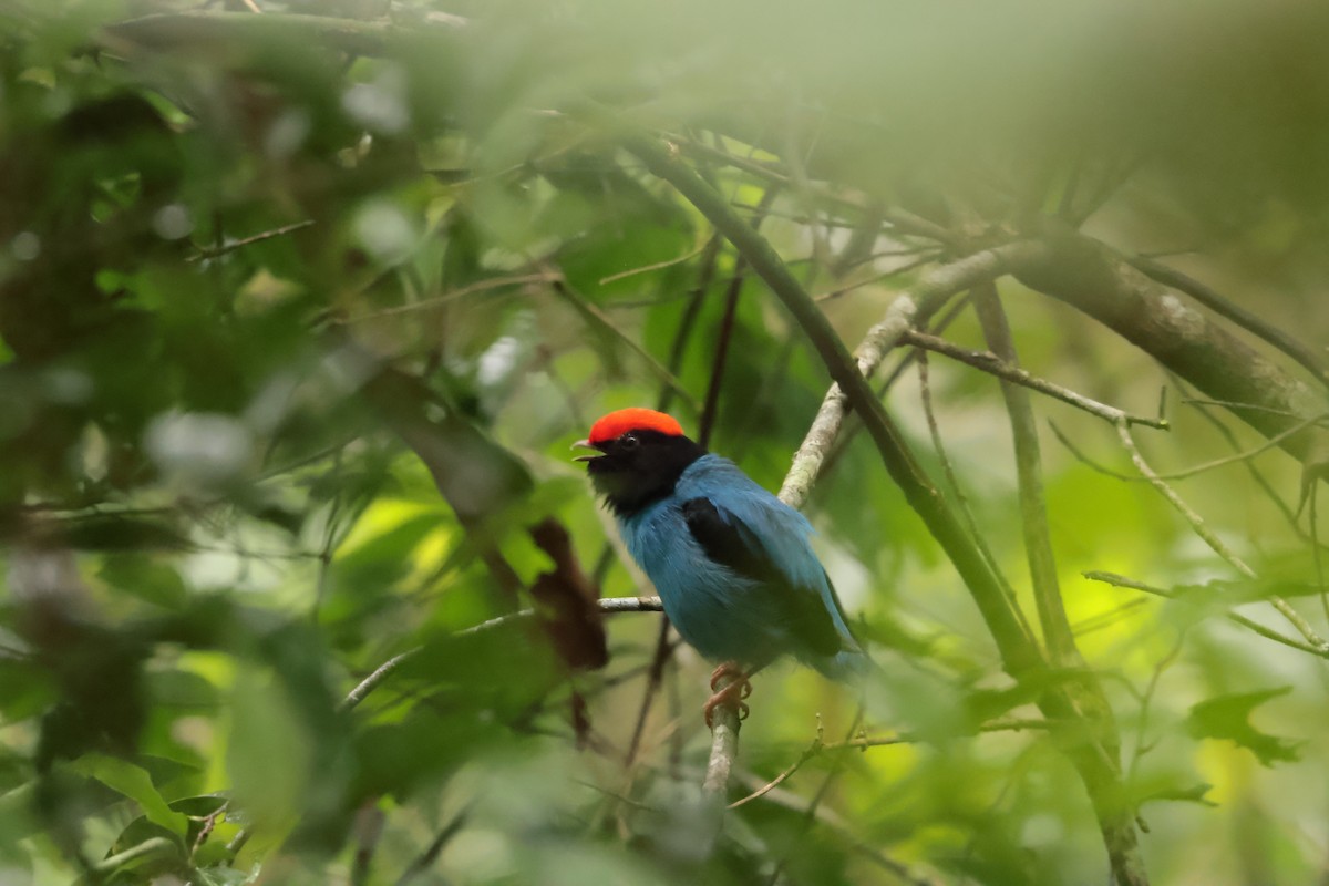 Blaubrustpipra - ML645934578