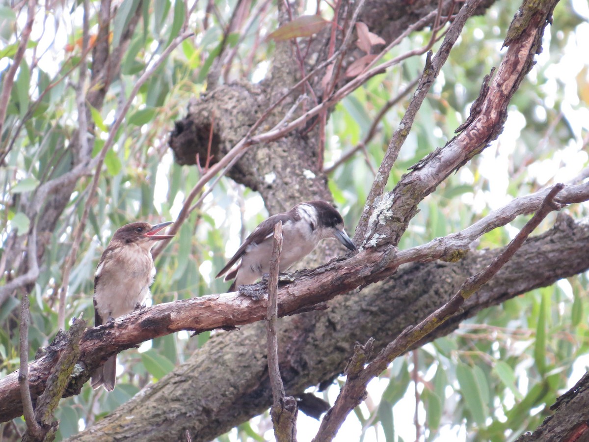 Gray Butcherbird - ML645934584