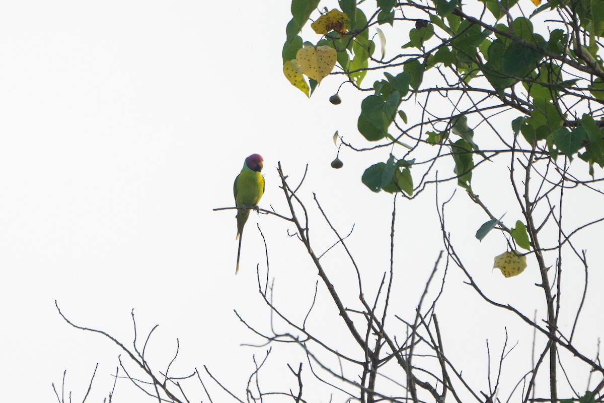 Plum-headed Parakeet - ML645934657