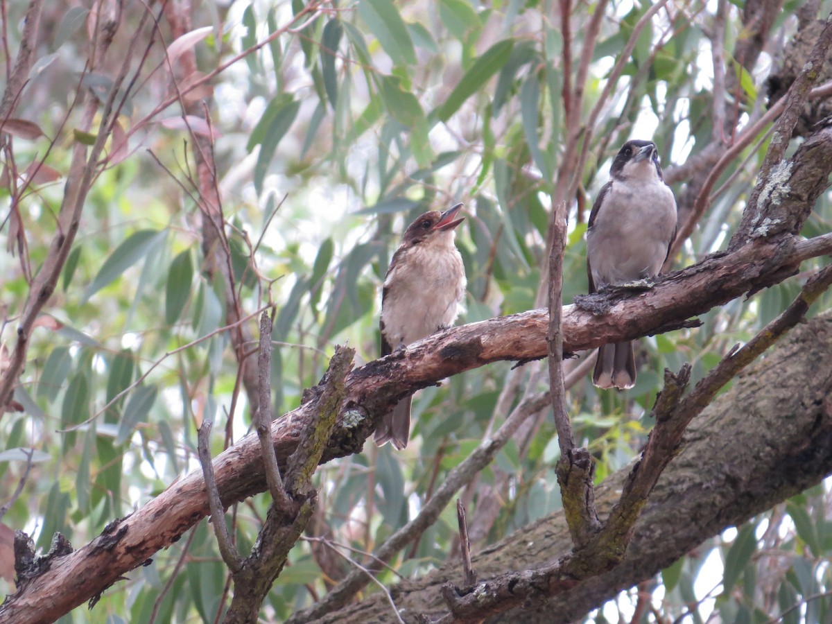 Gray Butcherbird - ML645934661
