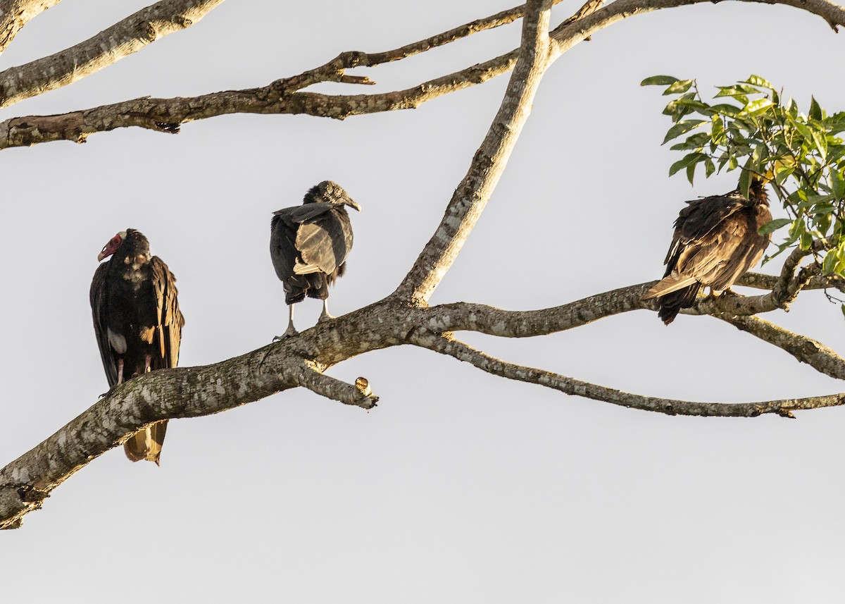 Катарта чорна - ML645934665