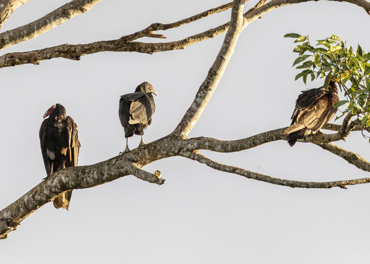 Катарта чорна - ML645934666