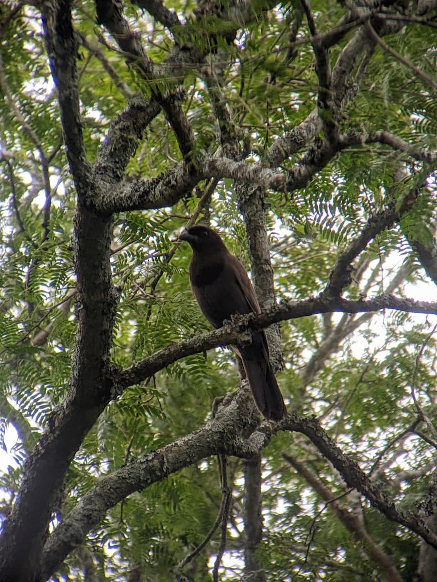 Purplish Jay - ML645934697