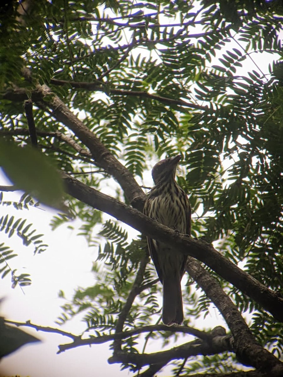 Streaked Flycatcher - ML645934698