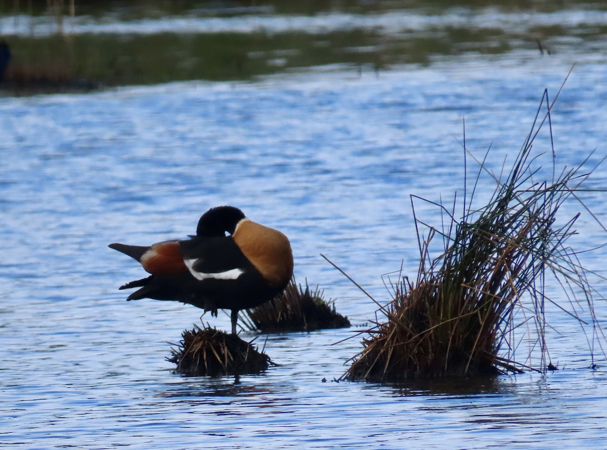Australian Shelduck - ML645934707