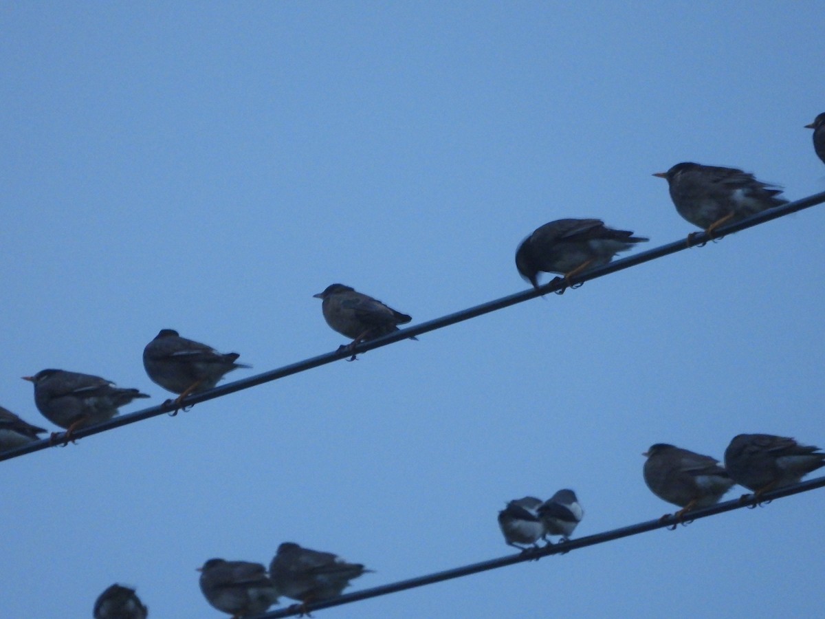 Rosy Starling - ML645934708