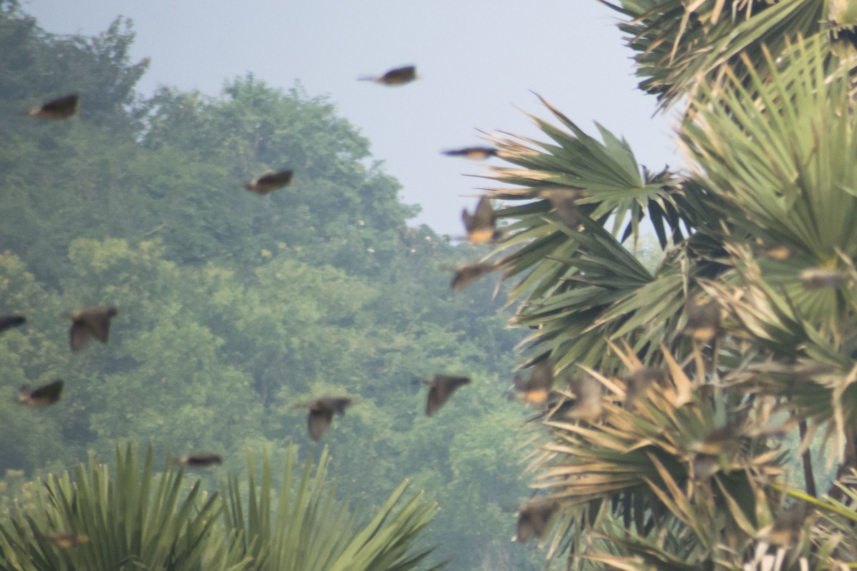 Rosy Starling - ML645934709