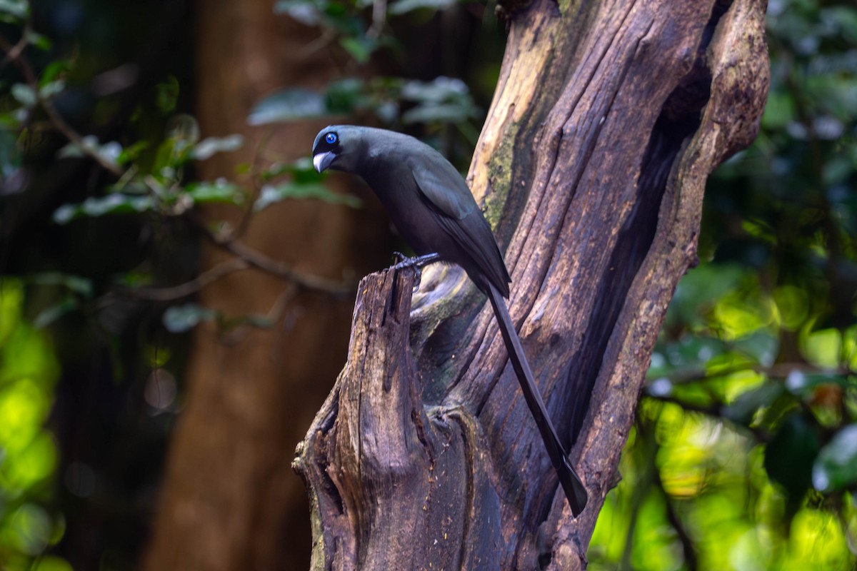 Racket-tailed Treepie - ML645934715