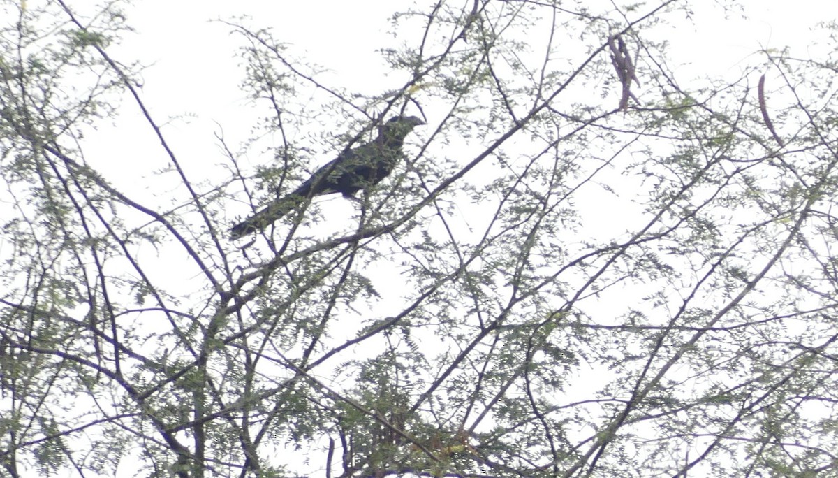 Greater Ani - ML645934717