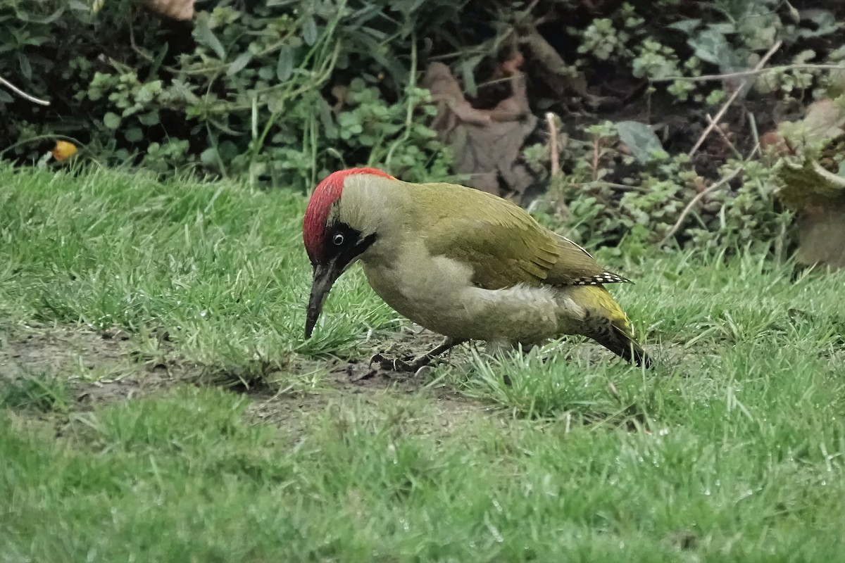 Eurasian Green Woodpecker - ML645934781
