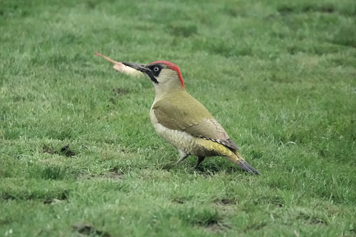 Eurasian Green Woodpecker - ML645934782