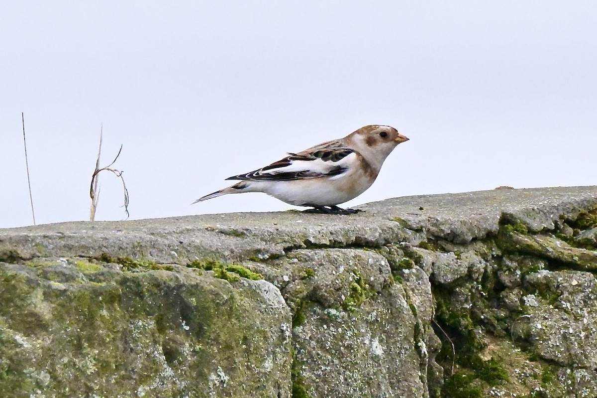 Snow Bunting - ML645934794