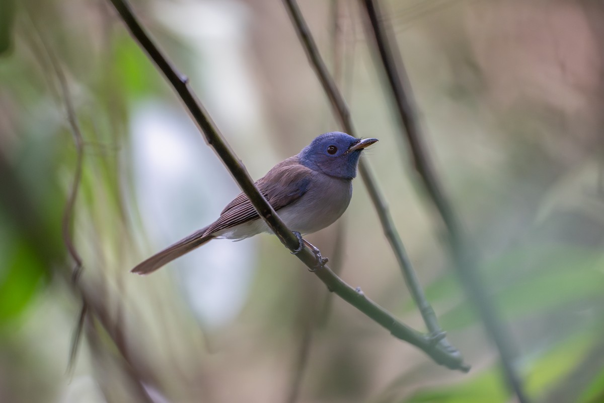 Black-naped Monarch - ML645934826