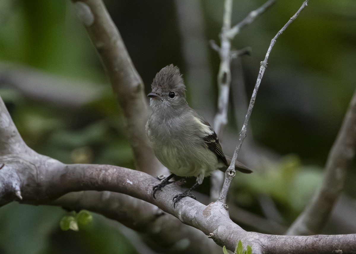 Желтобрюхая эления - ML645934827