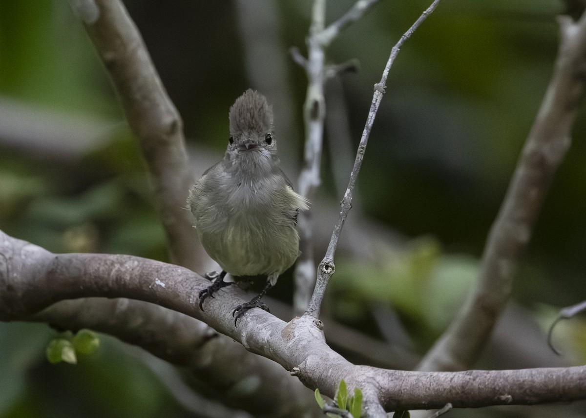 Желтобрюхая эления - ML645934829