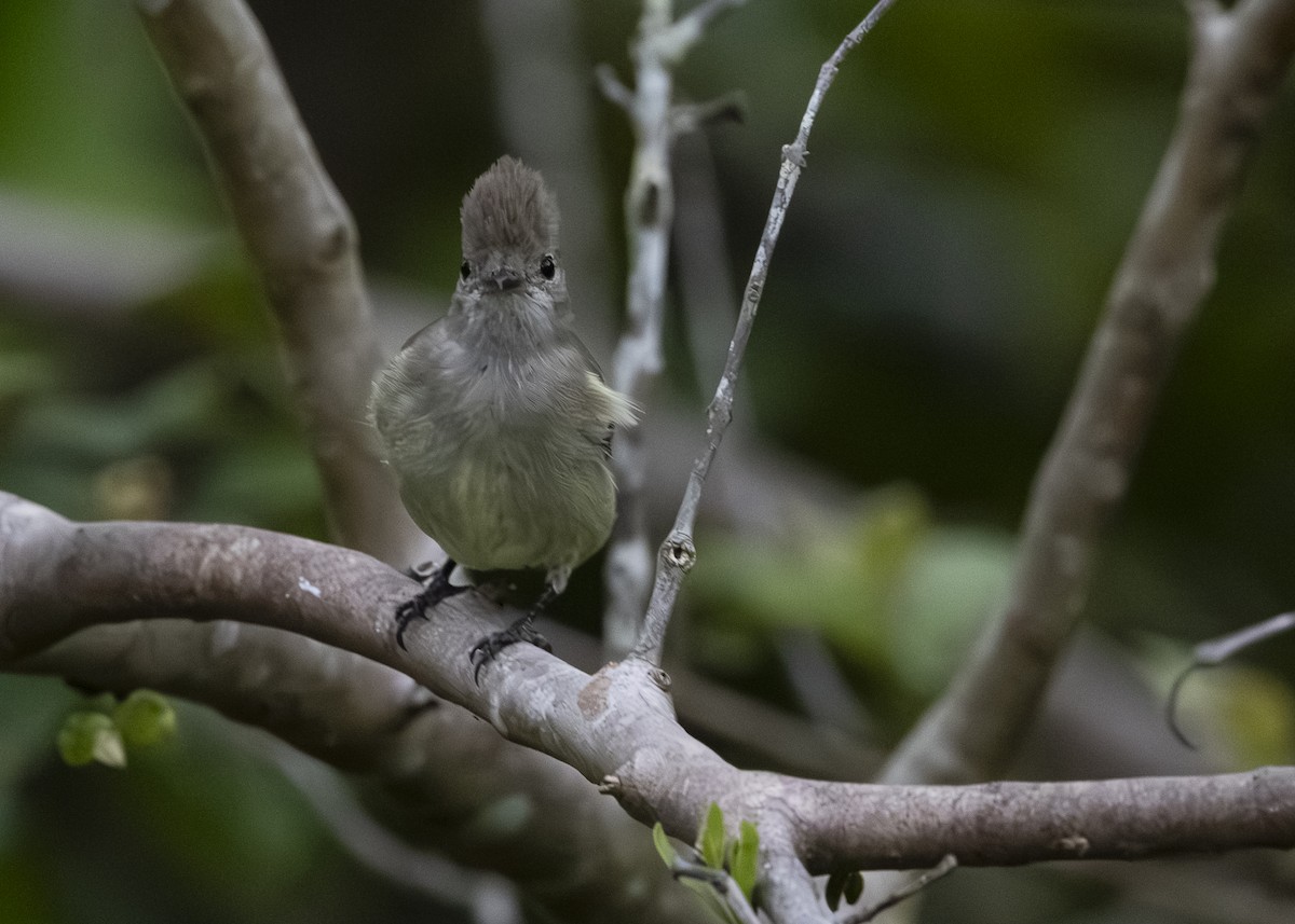 Желтобрюхая эления - ML645934830