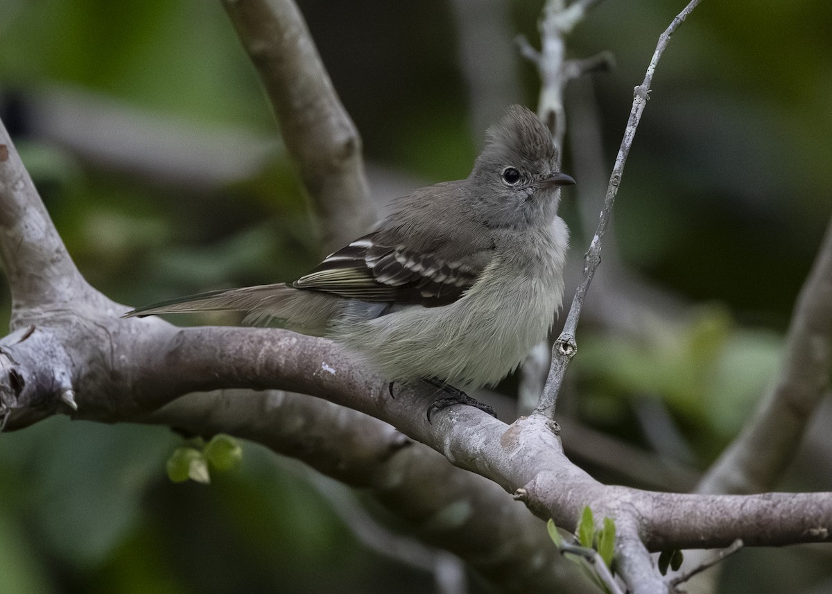 Желтобрюхая эления - ML645934831