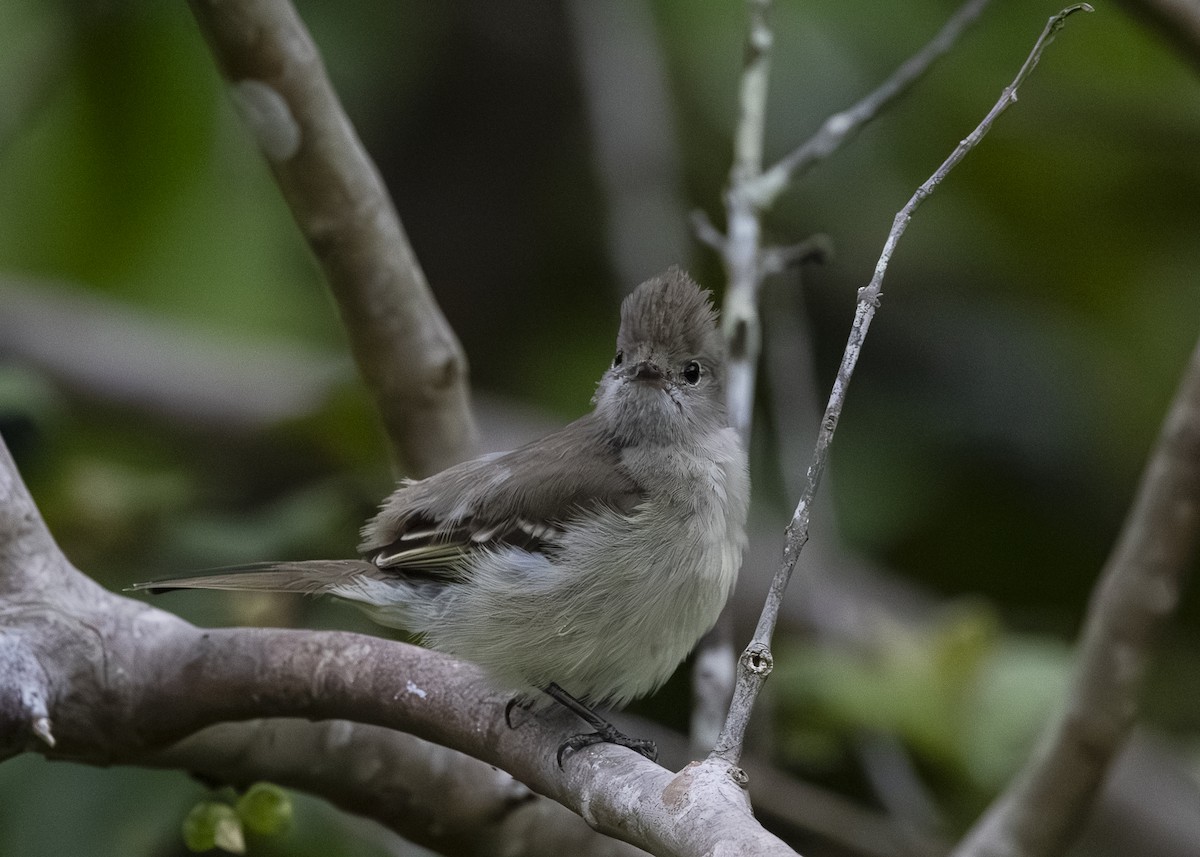 Желтобрюхая эления - ML645934832