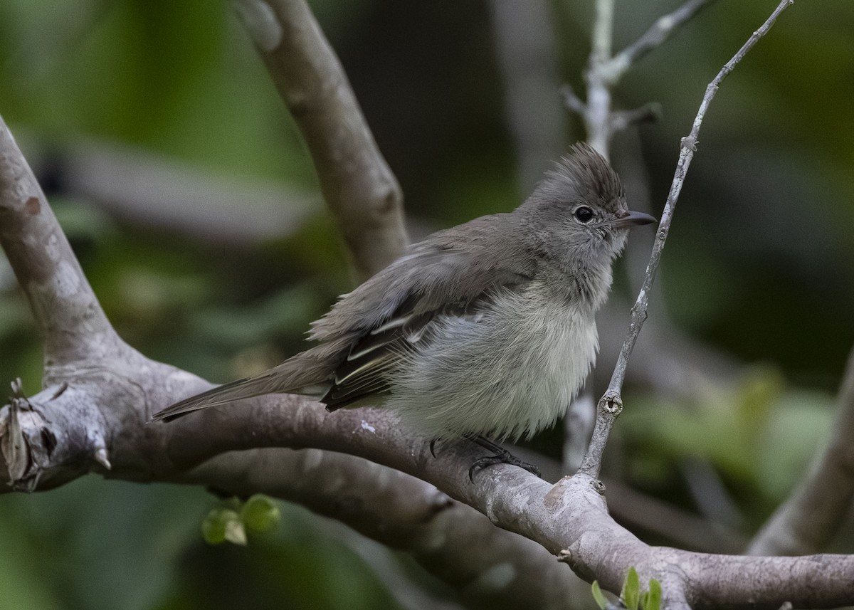 Желтобрюхая эления - ML645934833