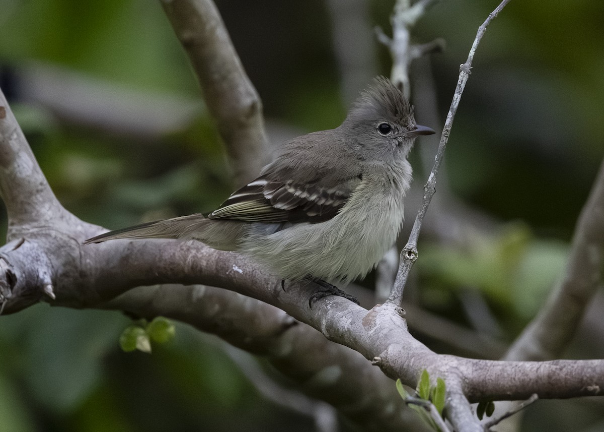 Желтобрюхая эления - ML645934834