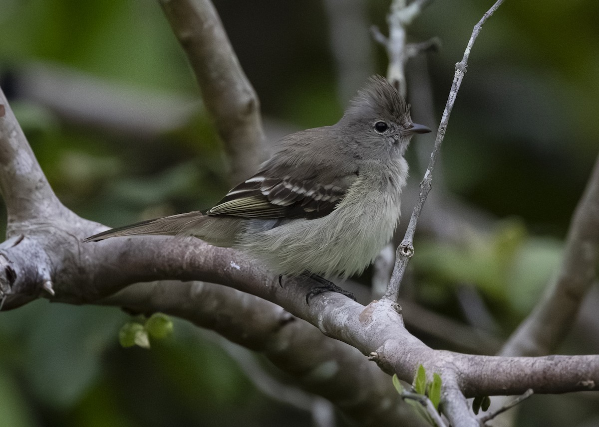 Желтобрюхая эления - ML645934837