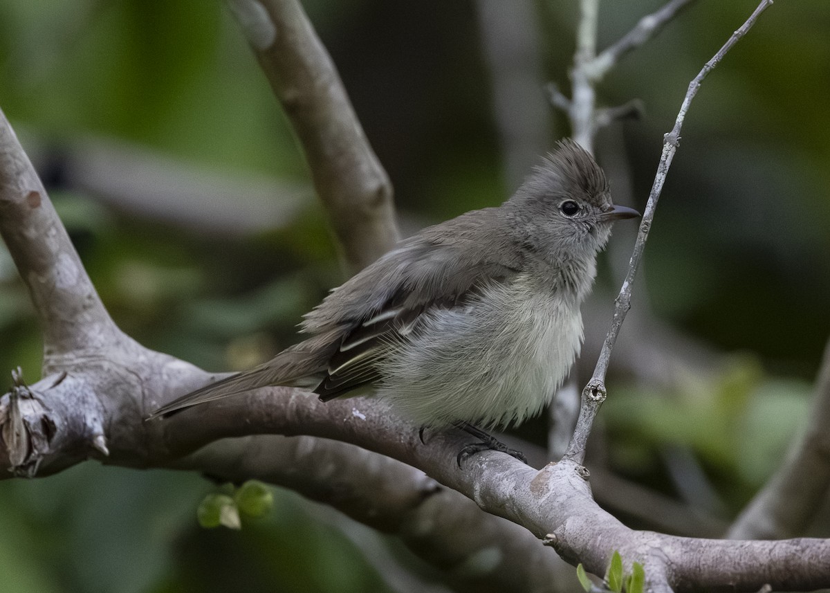 Желтобрюхая эления - ML645934840