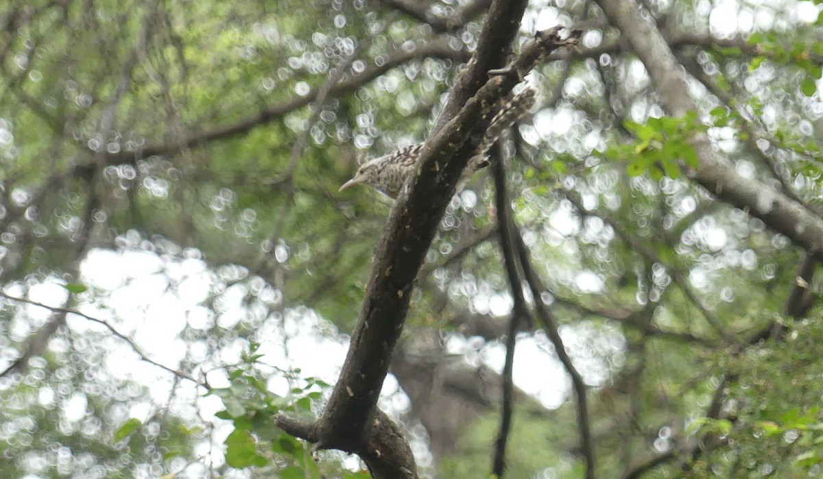 Fasciated Wren - ML645934842