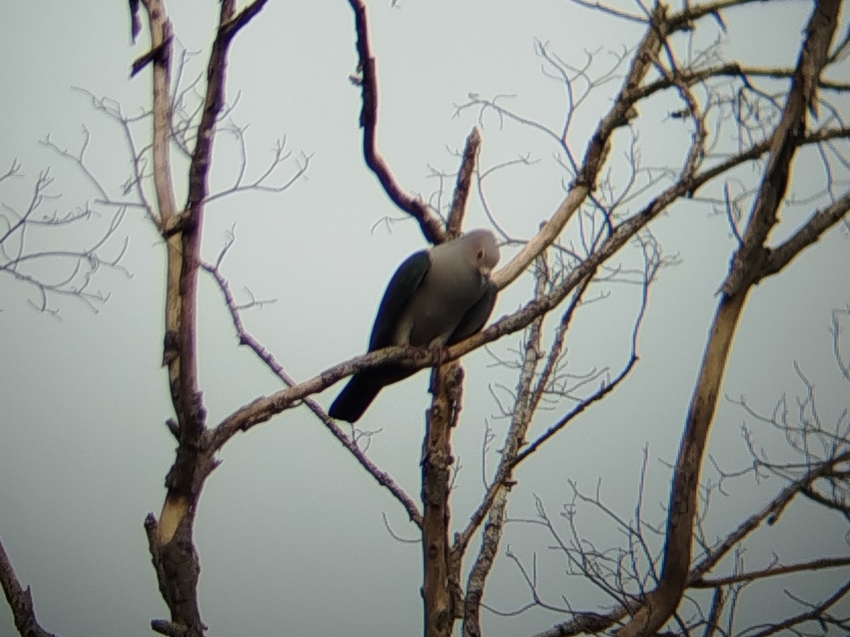 Бронзовый плодовый голубь - ML645934875