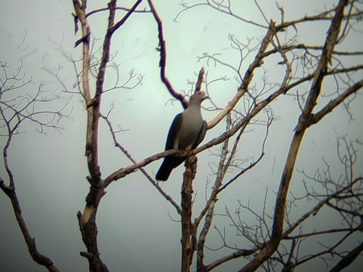 Бронзовый плодовый голубь - ML645934876