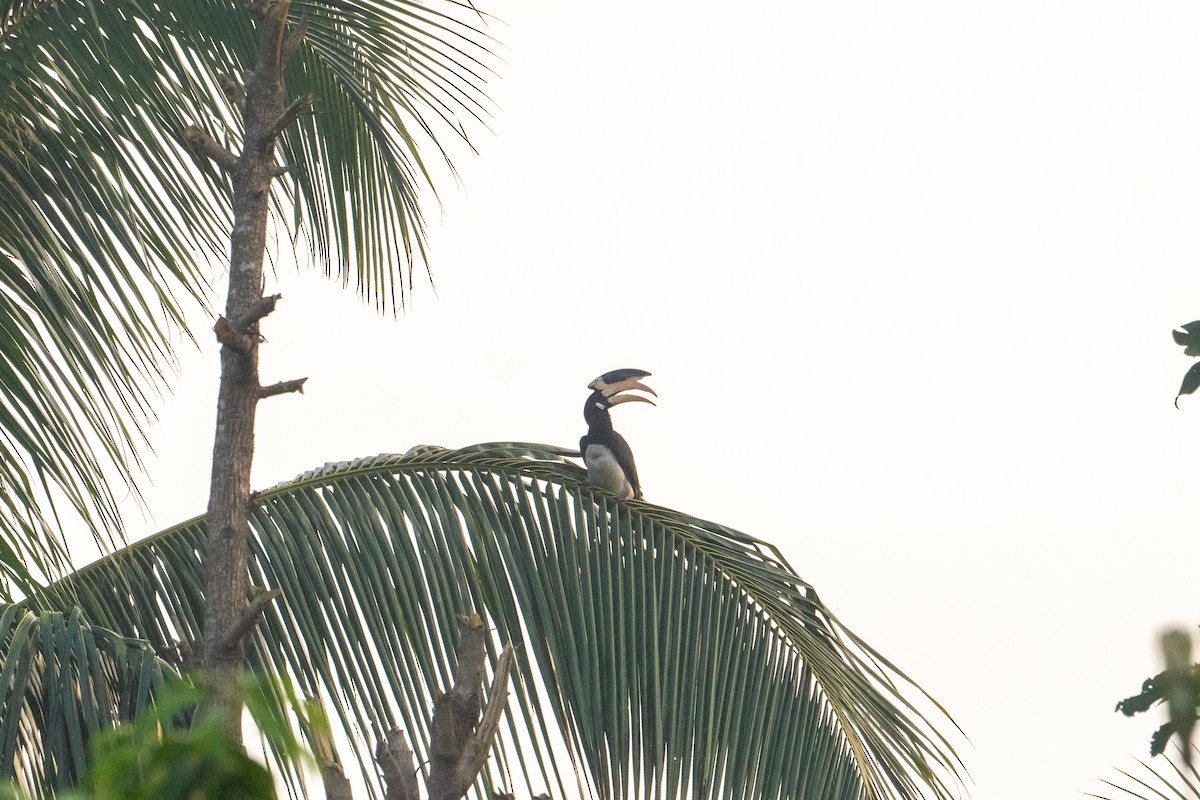 カササギサイチョウ - ML645934886