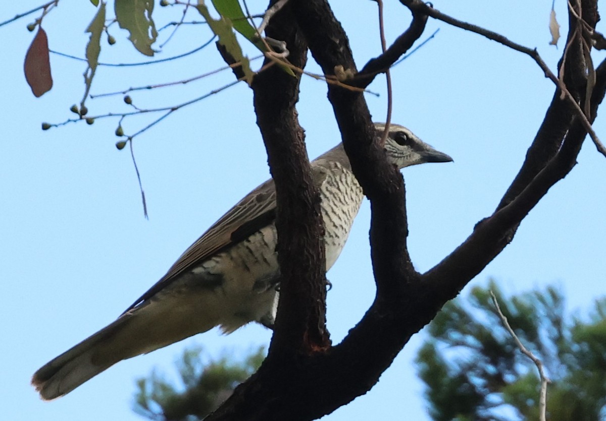 Sahul Cicadabird - ML645934926