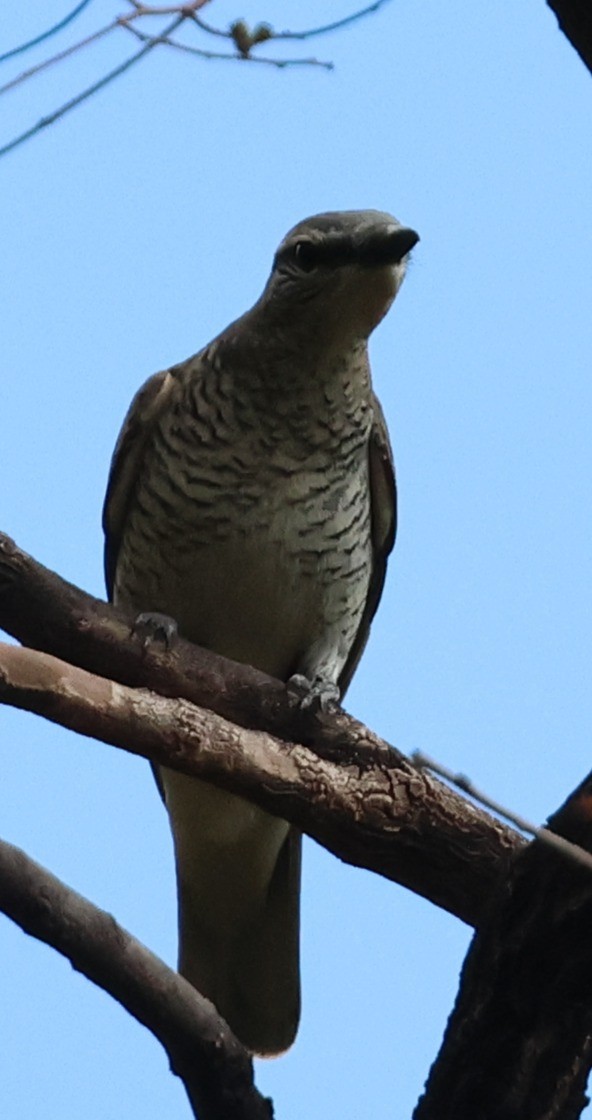 Sahul Cicadabird - ML645934927